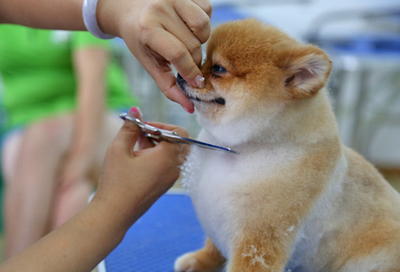 北京雪思嘉寵物美容師培訓(xùn)學(xué)校：寵物美容時(shí)容易出現(xiàn)哪些危險(xiǎn)？