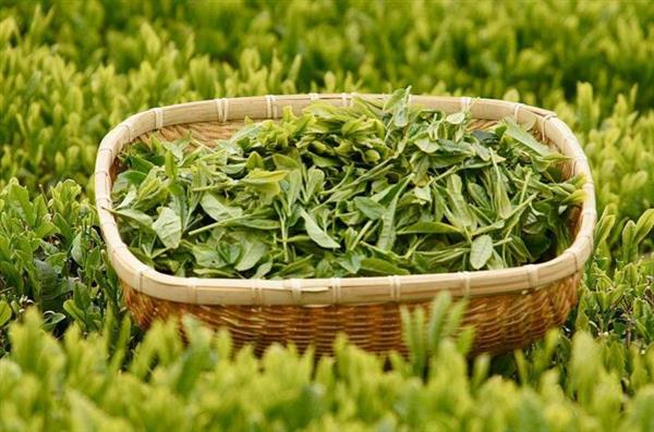想做評茶師？那你應該來石家莊聞達職業(yè)技能培訓學校學學了